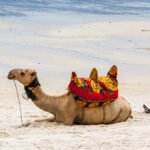 Best Camel Safari Ride: Exploring Dubai’s Desert Wonders