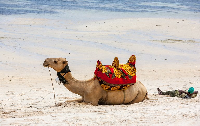 Best Camel Safari Ride: Exploring Dubai’s Desert Wonders
